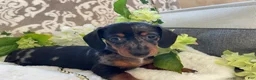 Miniature Dachshund dogs for sale: Ezra - Ad 15