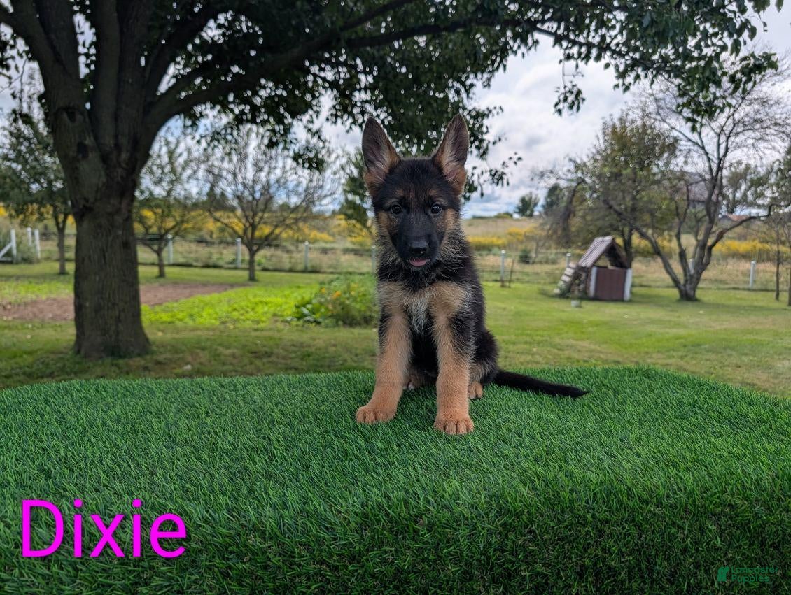 German Shepherd dogs Dixie - Ad 1