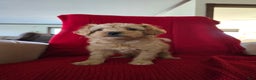 Mini Goldendoodle dogs for sale: Mini Goldendoodle Puppy 1 - Ad 6