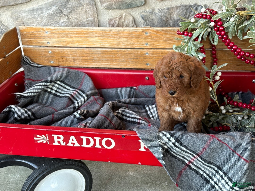 Mini Goldendoodle dogs for sale: Ivy - Ad 7