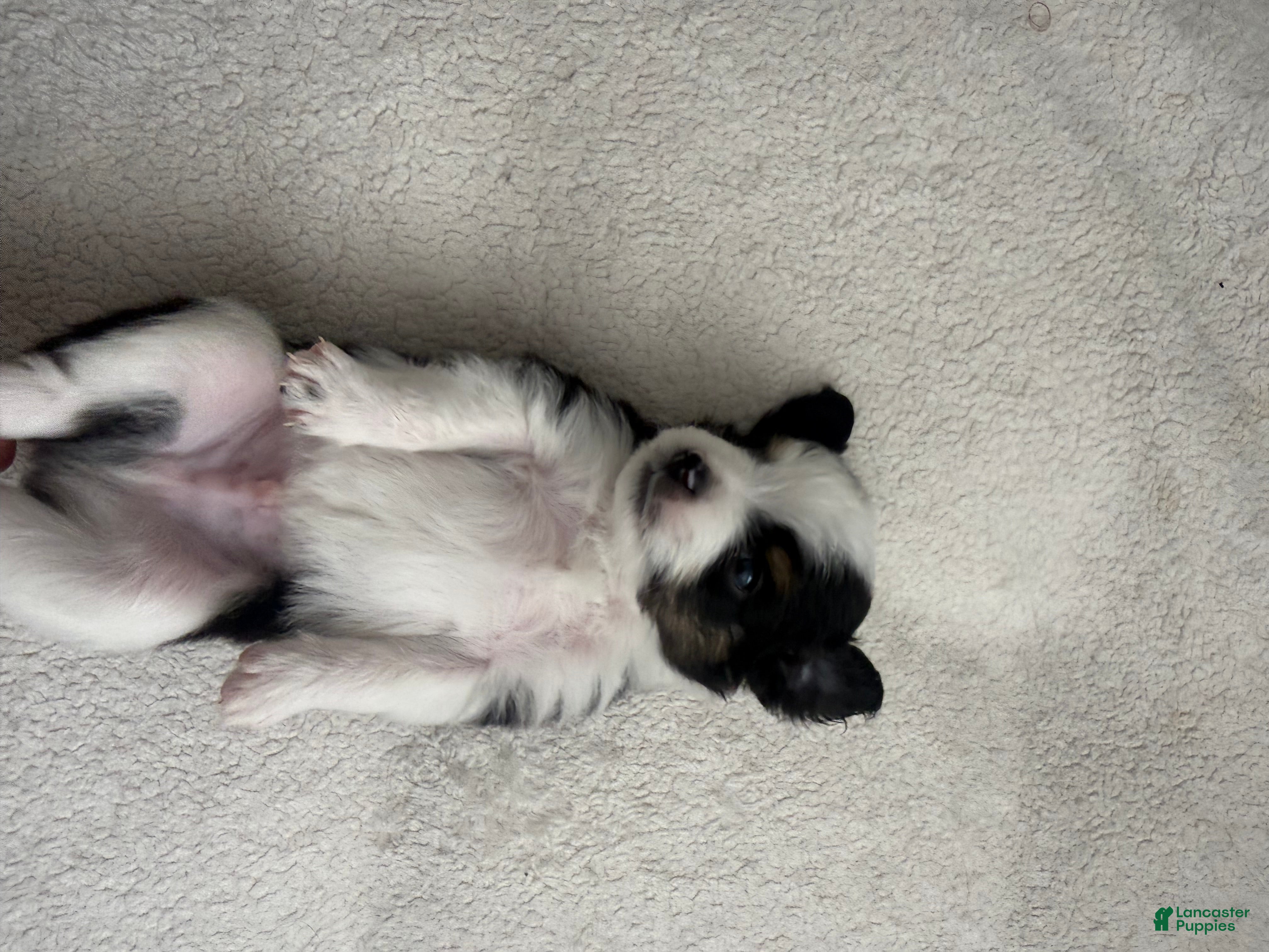 Toy Australian Shepherd dogs for sale: Toy Australian Shepherd 4 - Ad 1