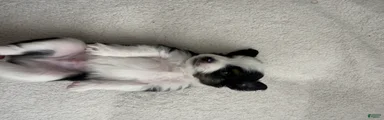 Toy Australian Shepherd 4