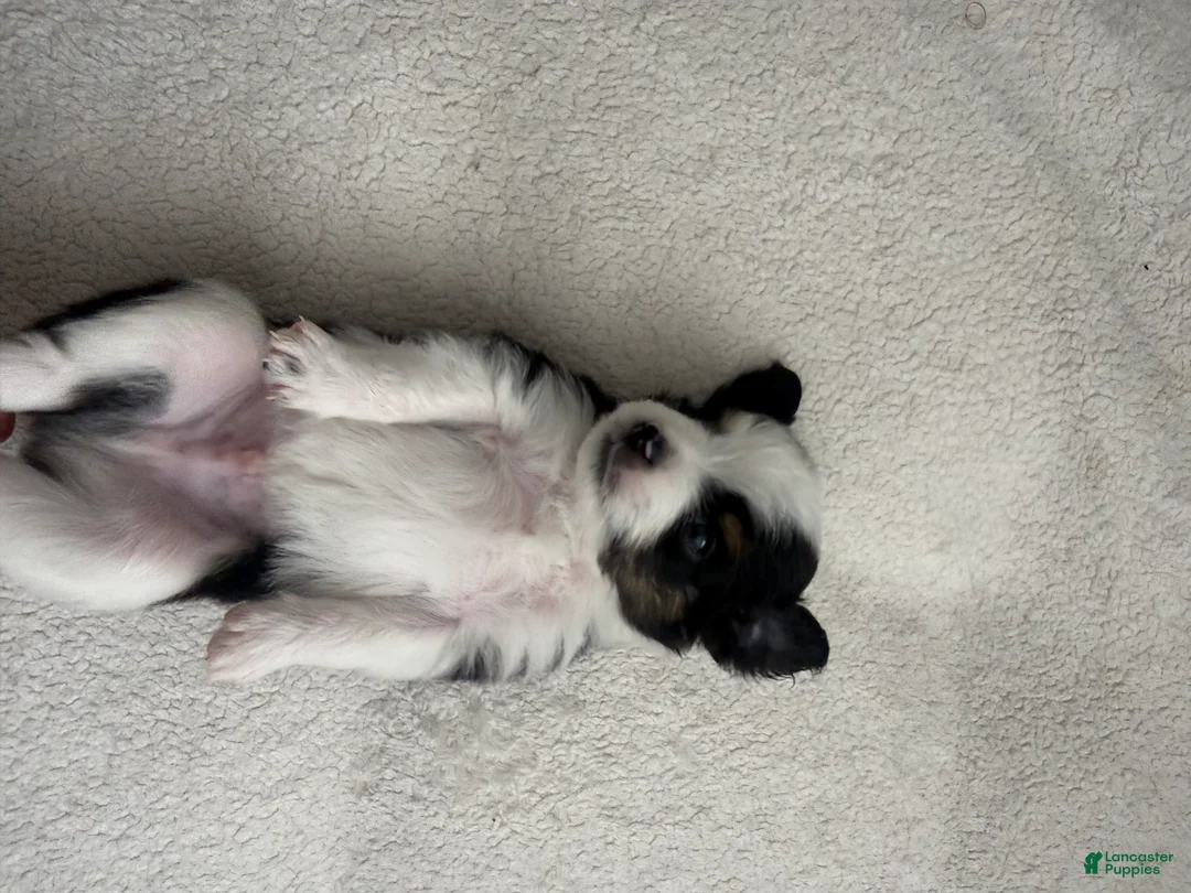 Toy Australian Shepherd dogs for sale: Toy Australian Shepherd 4 - Ad 1