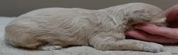 Maltipoo dogs for sale: Beckham - Ad 9