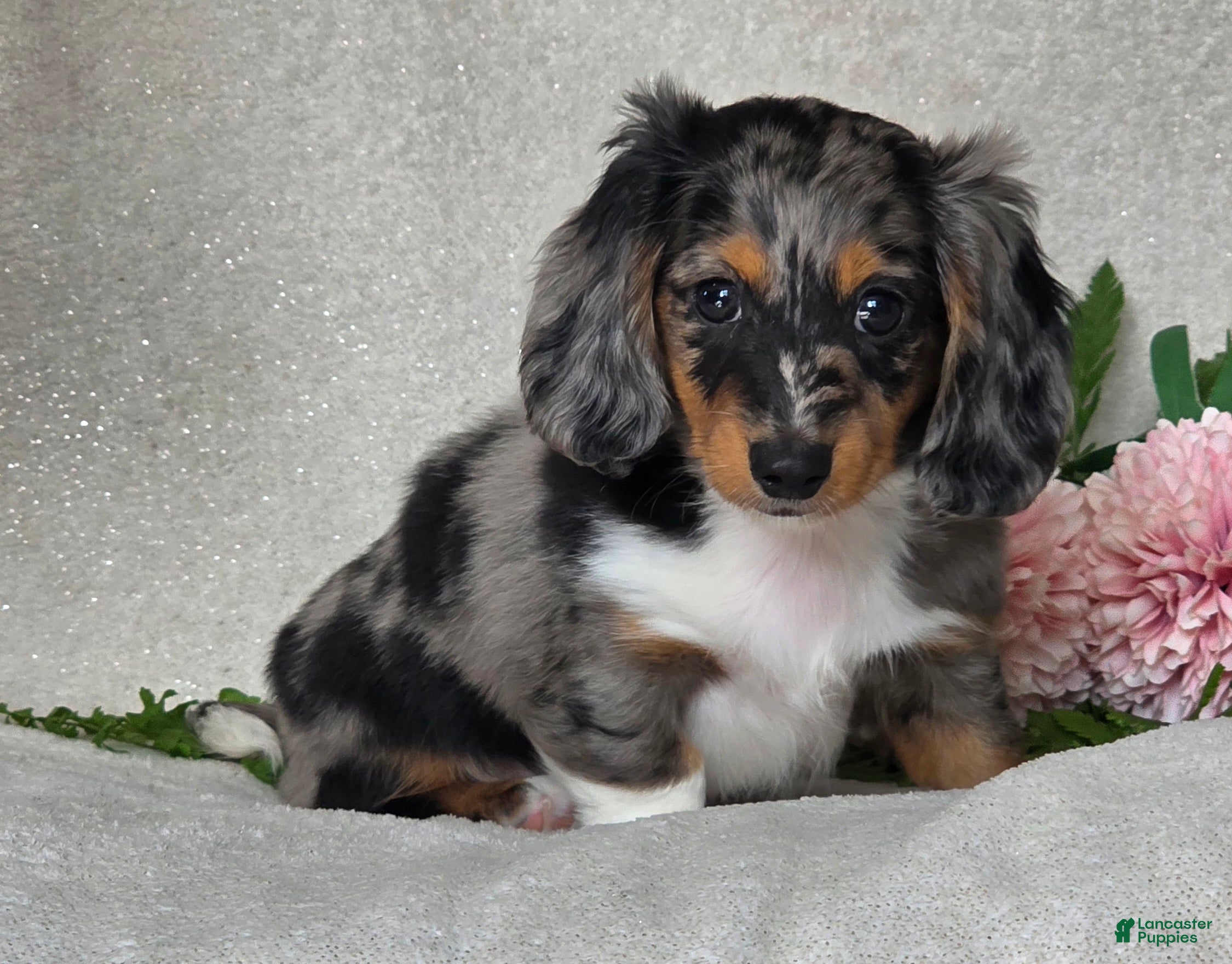 Miniature Dachshund dogs  Oliver - Ad 2
