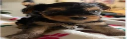 Yorkshire Terrier dogs for sale: Usher - Ad 1