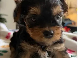 Yorkshire Terrier dogs Usher - Ad 30