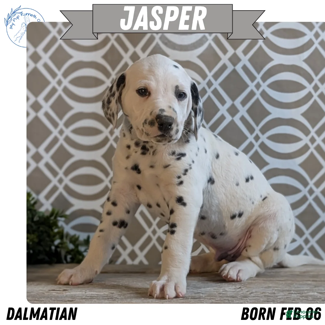 Dalmatian dogs for sale: Jasper - Ad 1