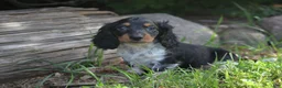 Miniature Dachshund dogs for sale: Buster  - Ad 4