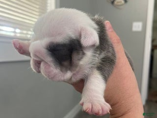 English Bulldog dogs Teacup - Ad 5