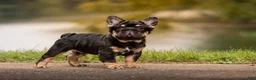 French Bulldog dogs for sale: T-Bone - Ad 3