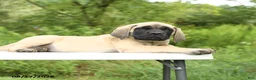 English Mastiff dogs for sale: Merlin - Ad 4