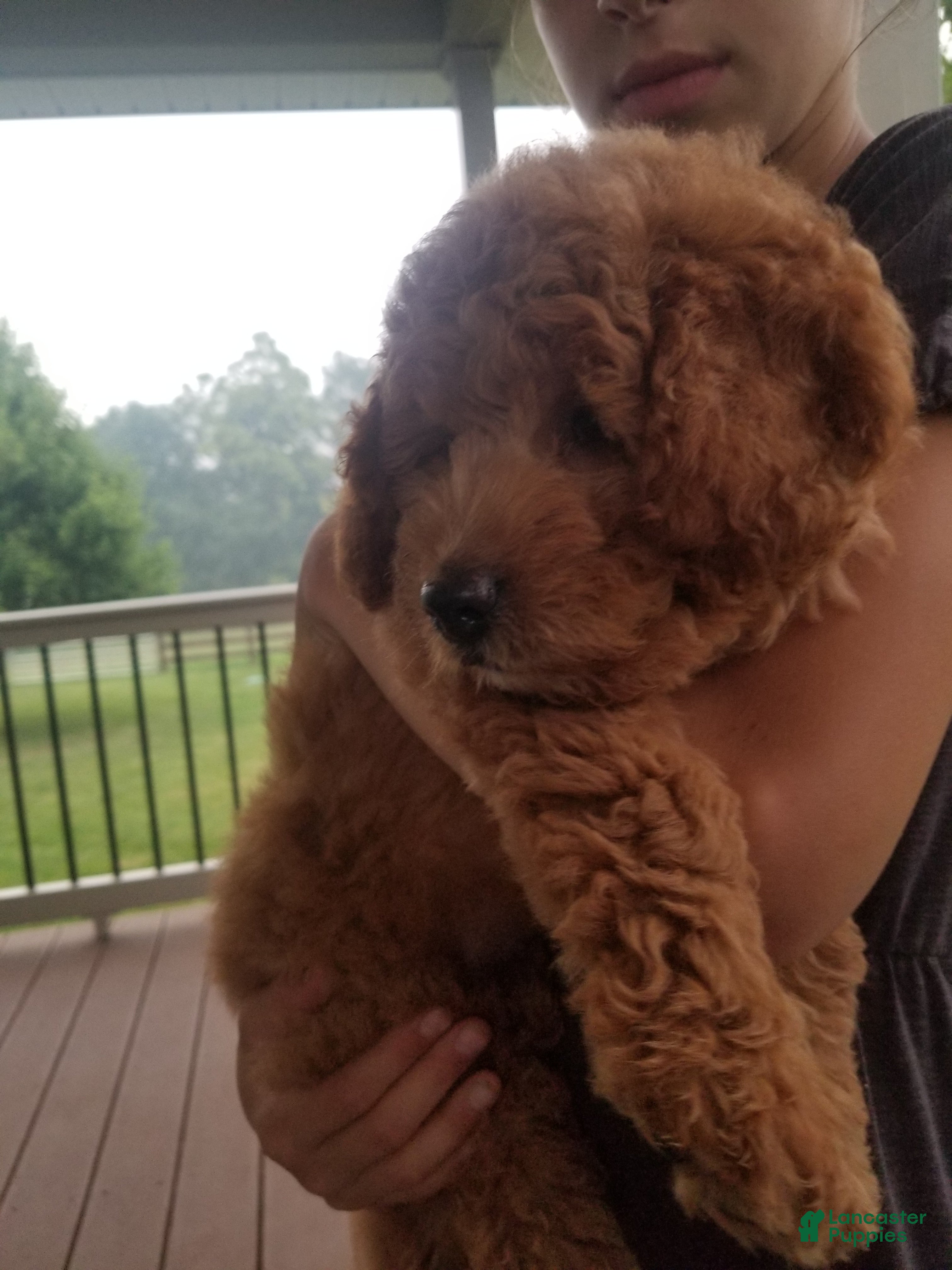 Mini Goldendoodle dogs Ginger - Ad 1