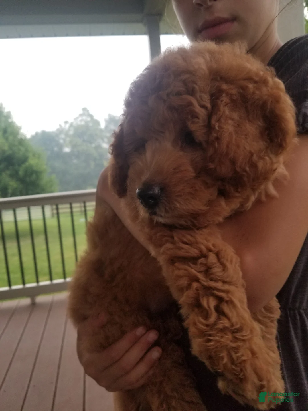 Mini Goldendoodle dogs for sale: Ginger - Ad 1