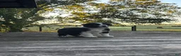 Australian Shepherd dogs for sale: Australian Shepherd 5 - Ad 1