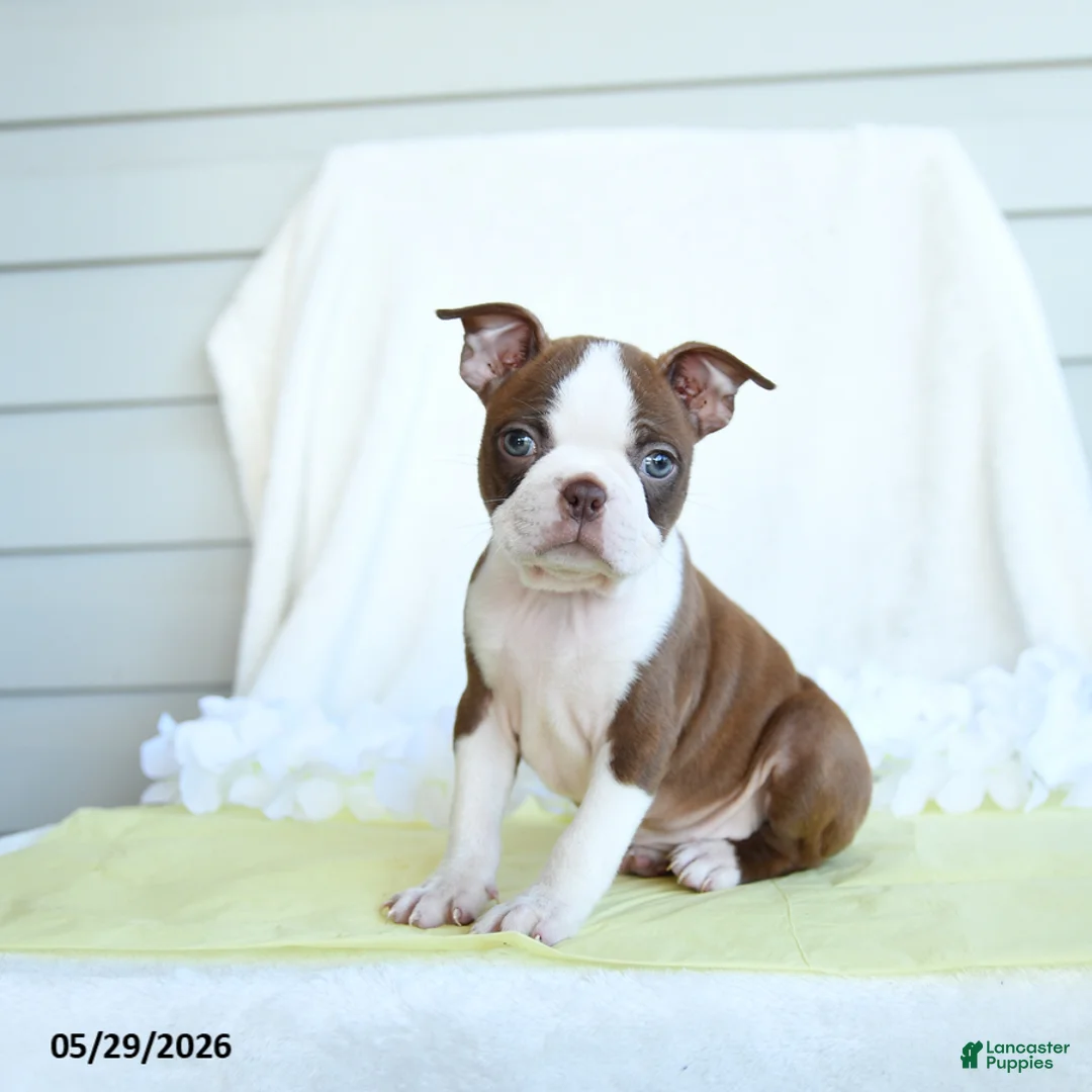 Boston Terrier dogs for sale: Nancy - Ad 1