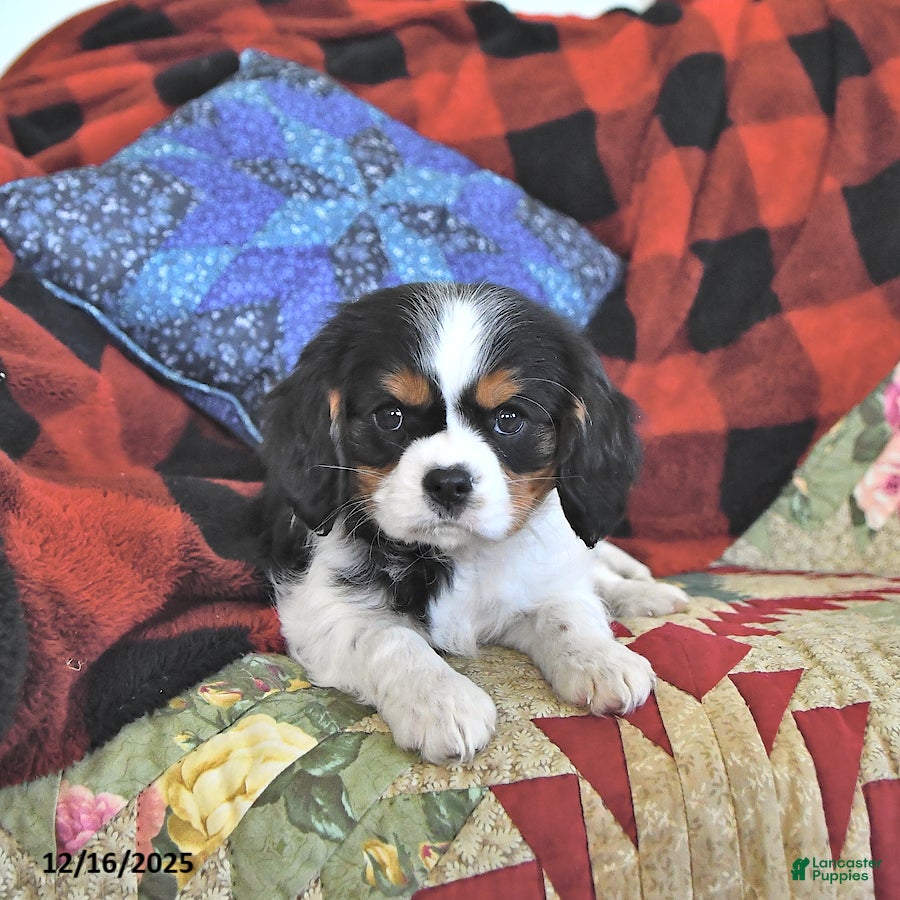 Cavalier King Charles Spaniel dogs Theo - Ad 11