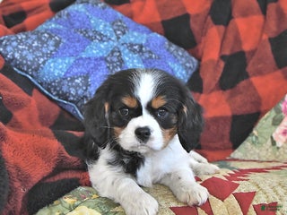 Cavalier King Charles Spaniel dogs Theo - Ad 42