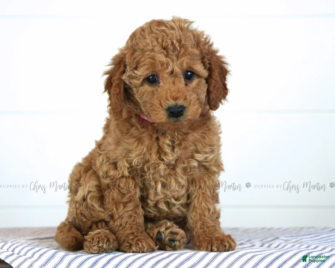 Mini Goldendoodle dogs for sale: Tiana - Ad 1