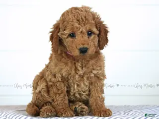 Mini Goldendoodle dogs for sale: Tiana - Ad 3