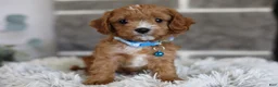 Cavapoo dogs for sale: Beanie - Ad 8