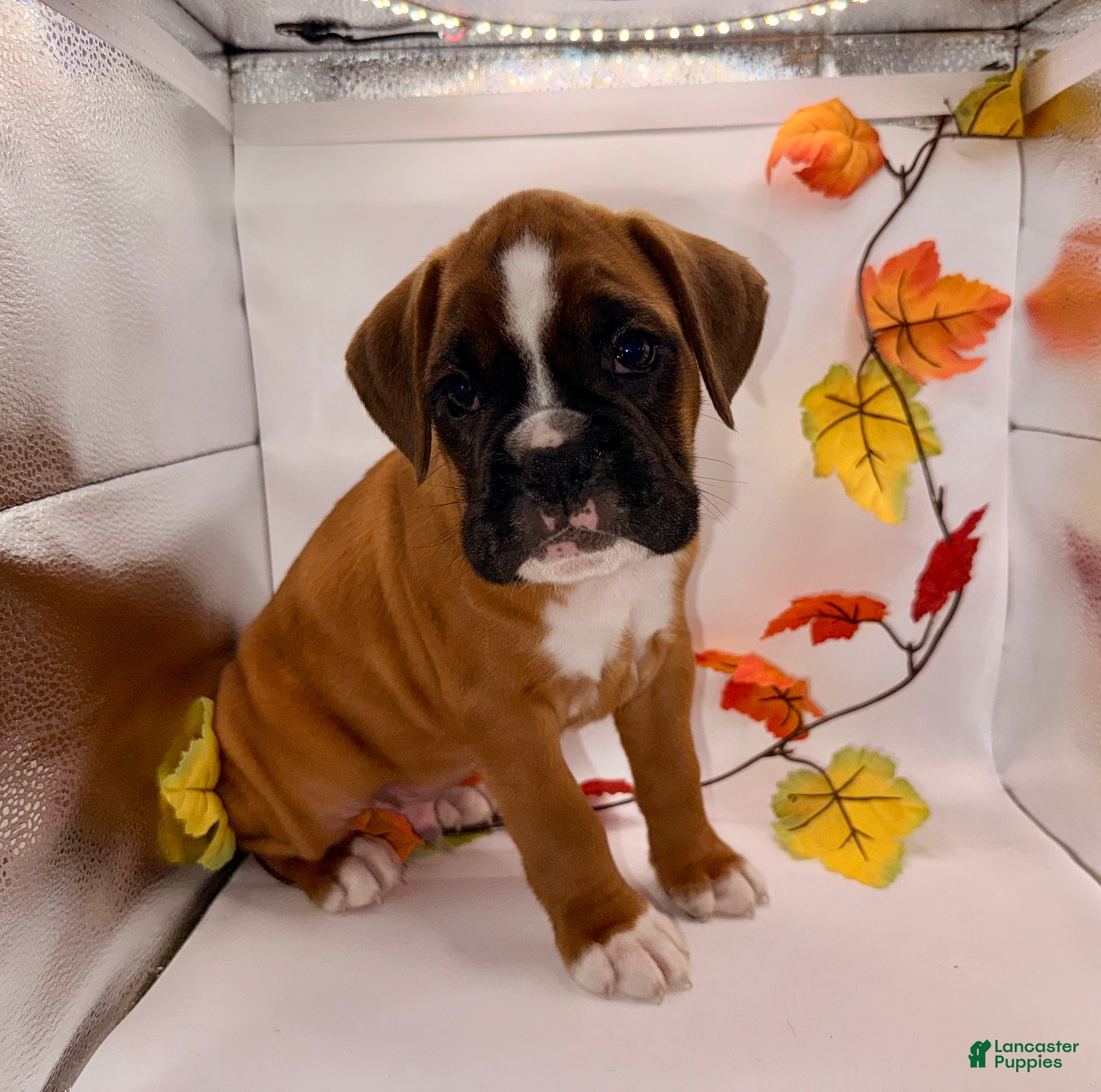 Boxer dogs  Ethan - Ad 1