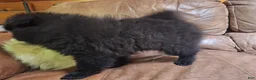 Pomeranian dogs for sale: all-black female - Ad 4