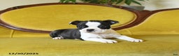 Boston Terrier dogs for sale: Dasher - Ad 10