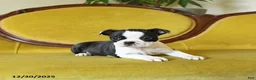 Boston Terrier dogs for sale: Dasher - Ad 25