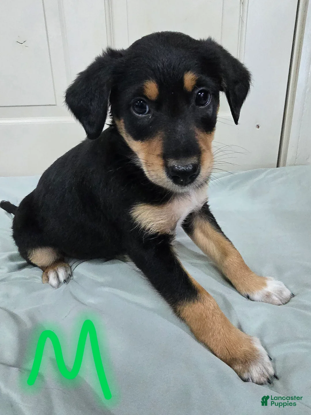 Mixed Breed dogs for sale: Black and brown - Ad 2