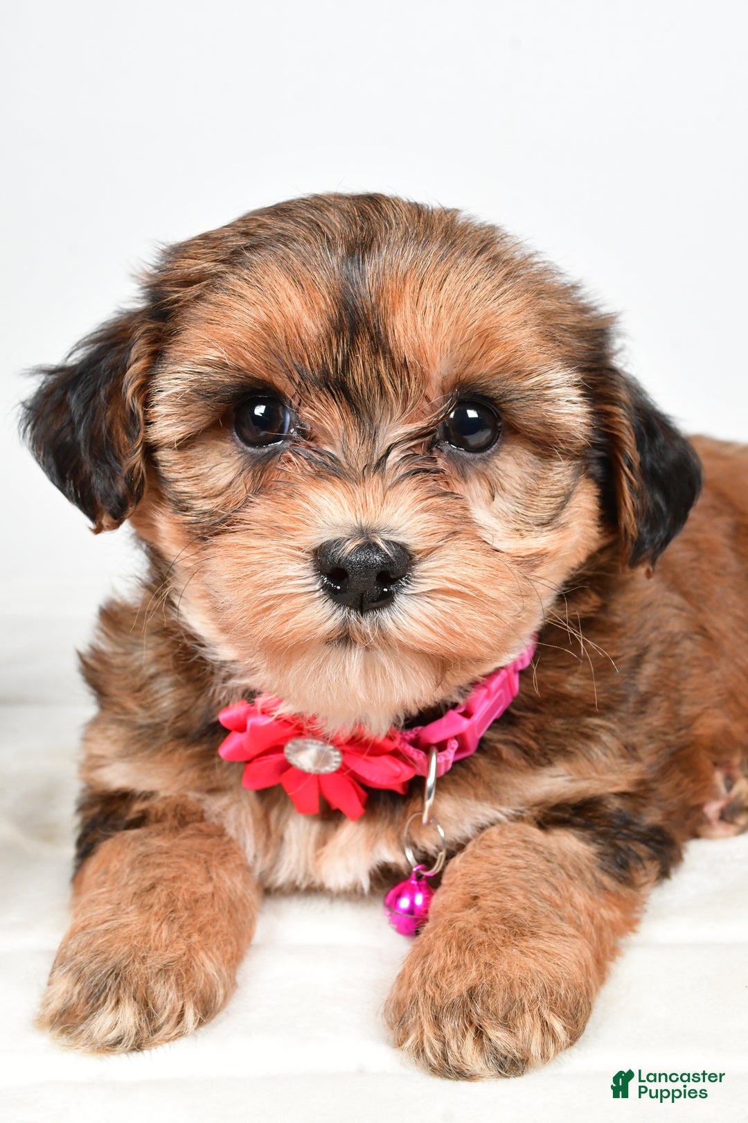Yorkiepoo dogs for sale: Tinsley - Ad 3