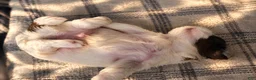 Shih Tzu dogs for sale: Little Baby Boy 💙 - Ad 11