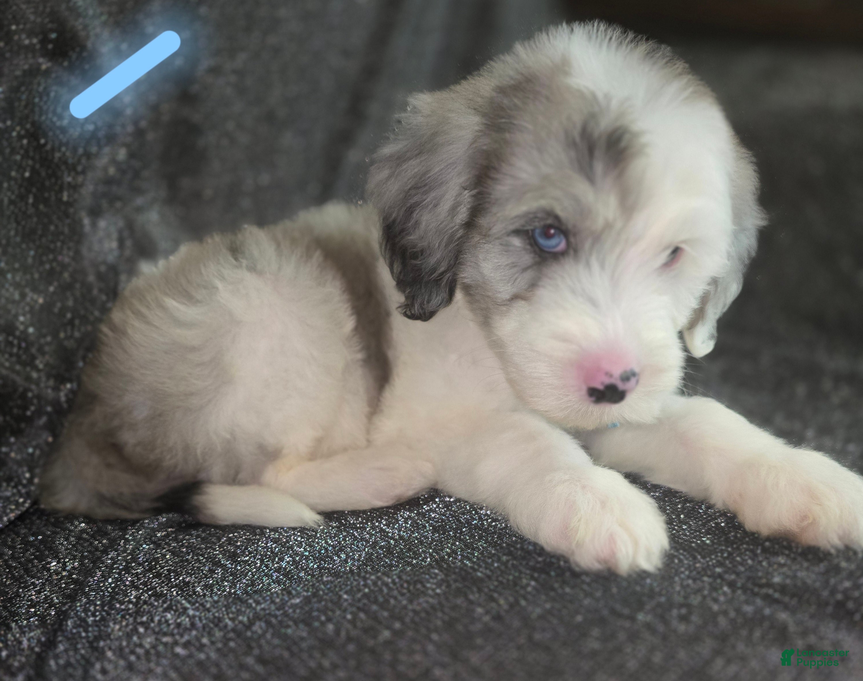 Sheepadoodle dogs Lotus- light blue collar - Ad 28