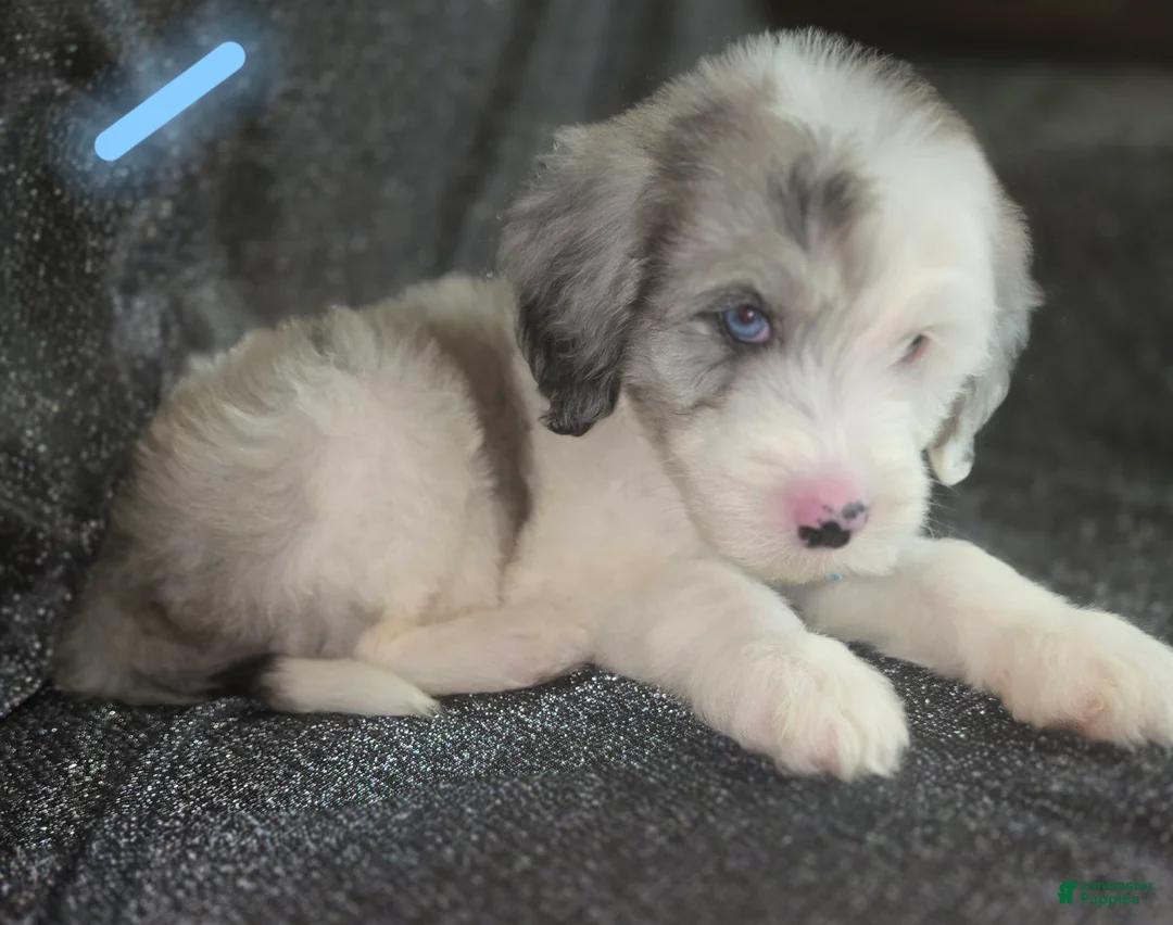 Sheepadoodle dogs for sale: Lotus- light blue collar - Ad 1