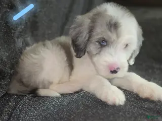 Sheepadoodle dogs Lotus- light blue collar - Ad 17