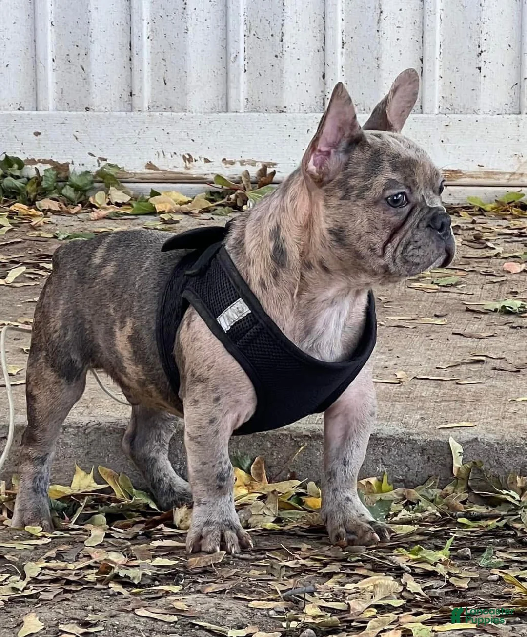 French Bulldog dogs for sale: French Bulldog 2 - Ad 4