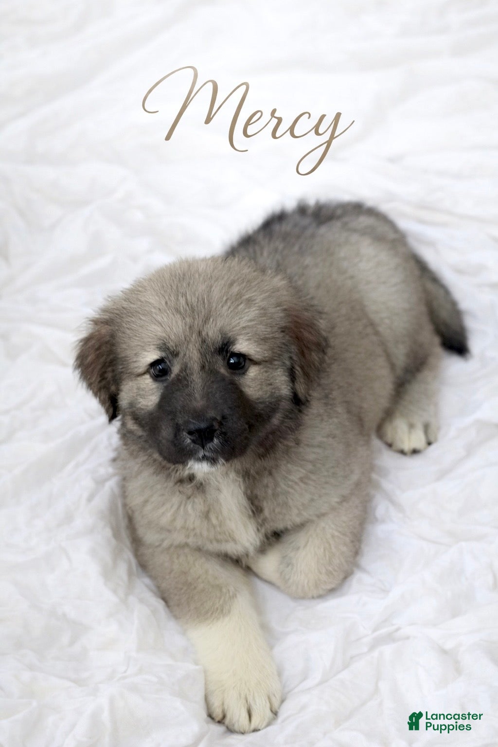 Caucasian Shepherd Dog dogs Mercy-Caucasian Shepherd Dog Puppy 4 - Ad 1