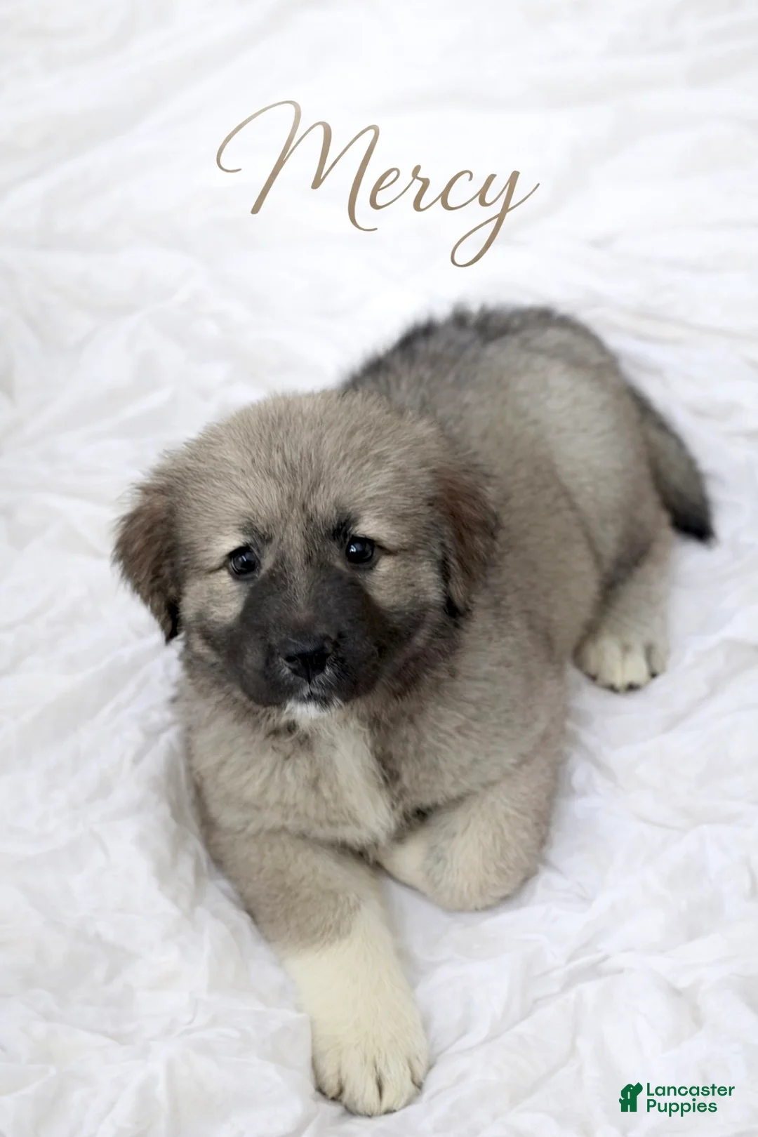 Caucasian Shepherd Dog dogs for sale: Mercy-Caucasian Shepherd Dog Puppy 4 - Ad 2