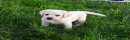 Labrador Retriever dogs for sale: Randy - Ad 3