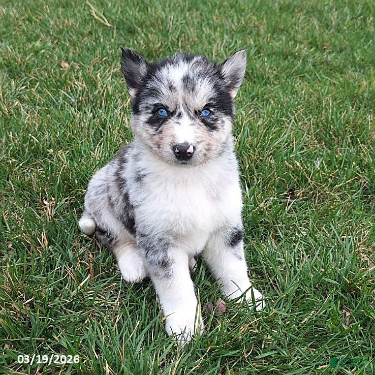 Gerberian Shepsky dogs Wolf  - Ad 1