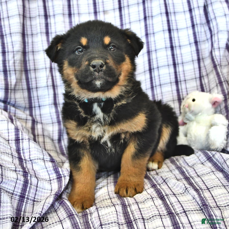 Mixed Breed dogs Ollie - Ad 2
