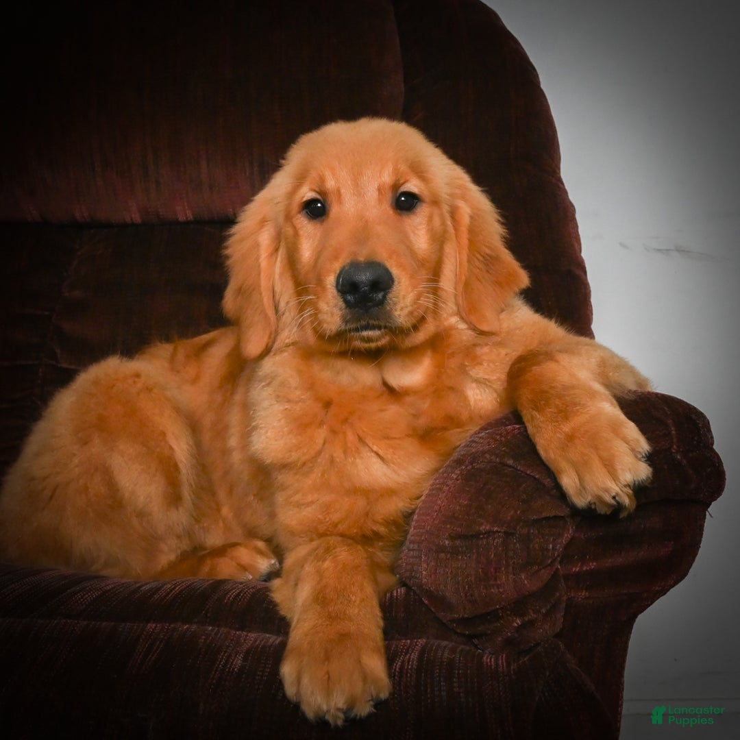 Golden Retriever dogs for sale: Golden Retriever litter of 5 puppies - Ad 5