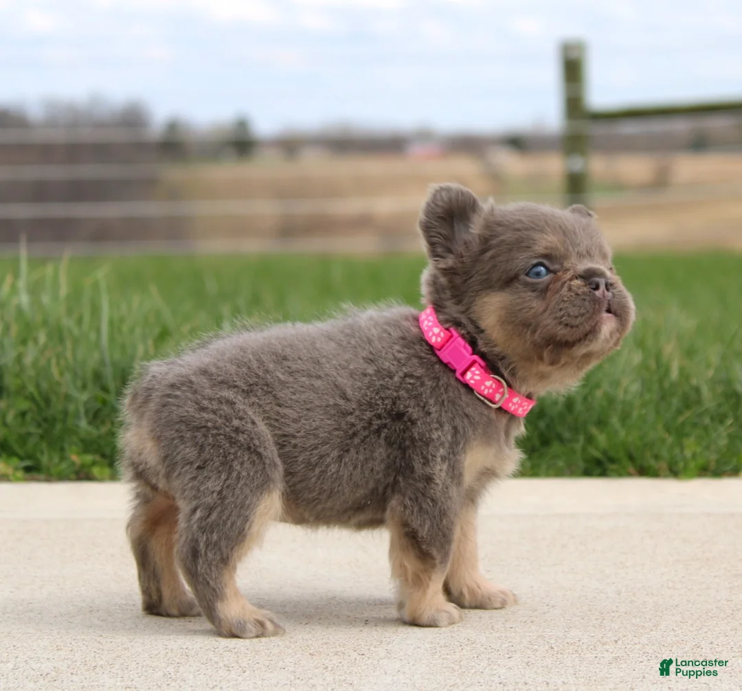 French Bulldog dogs for sale: Miss Tiny - Ad 1