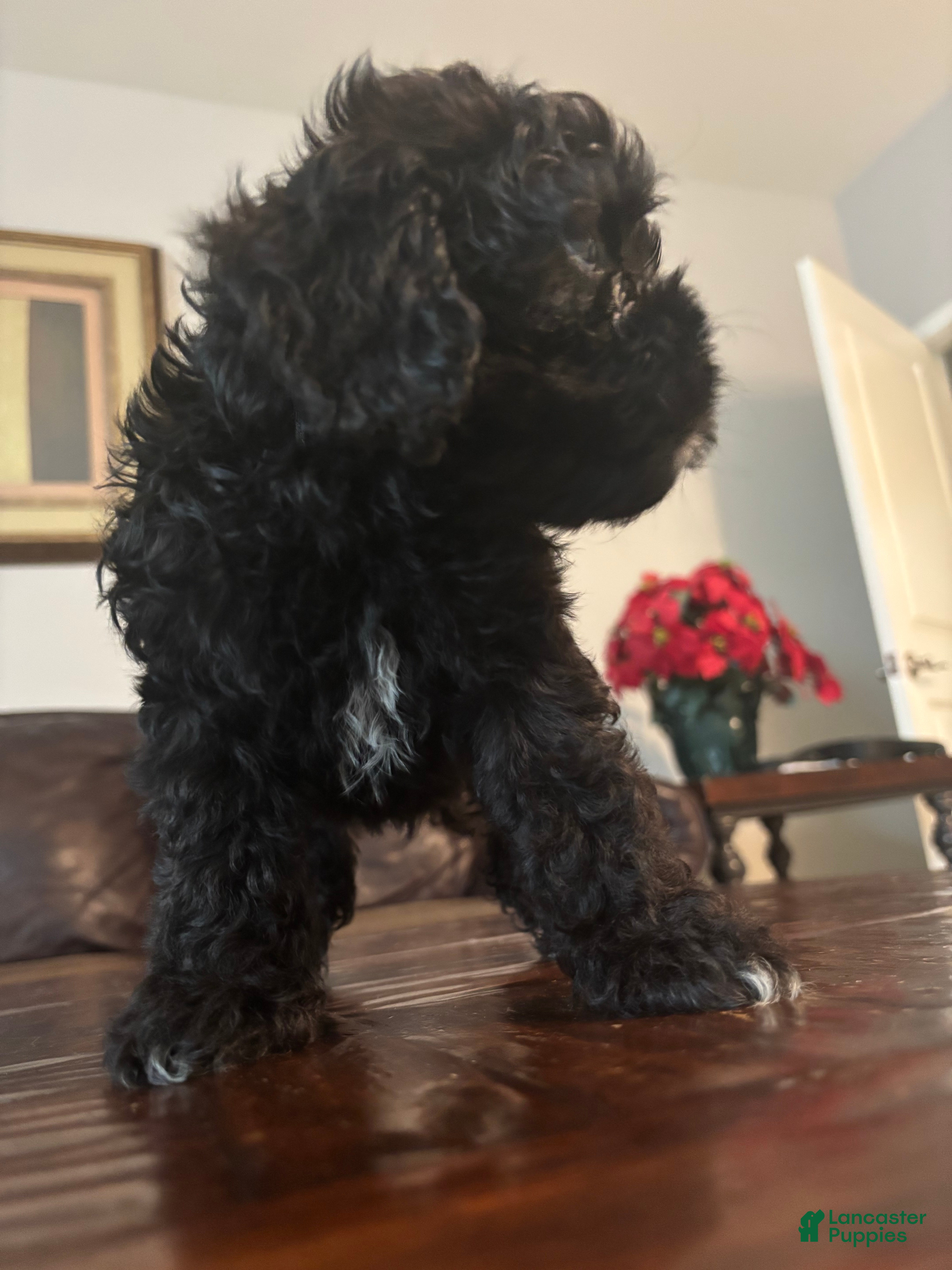 Cockapoo dogs for sale: Cockapoo Puppy 4 - Ad 4