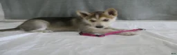 Gerberian Shepsky dogs for sale: Shadow - Ad 5