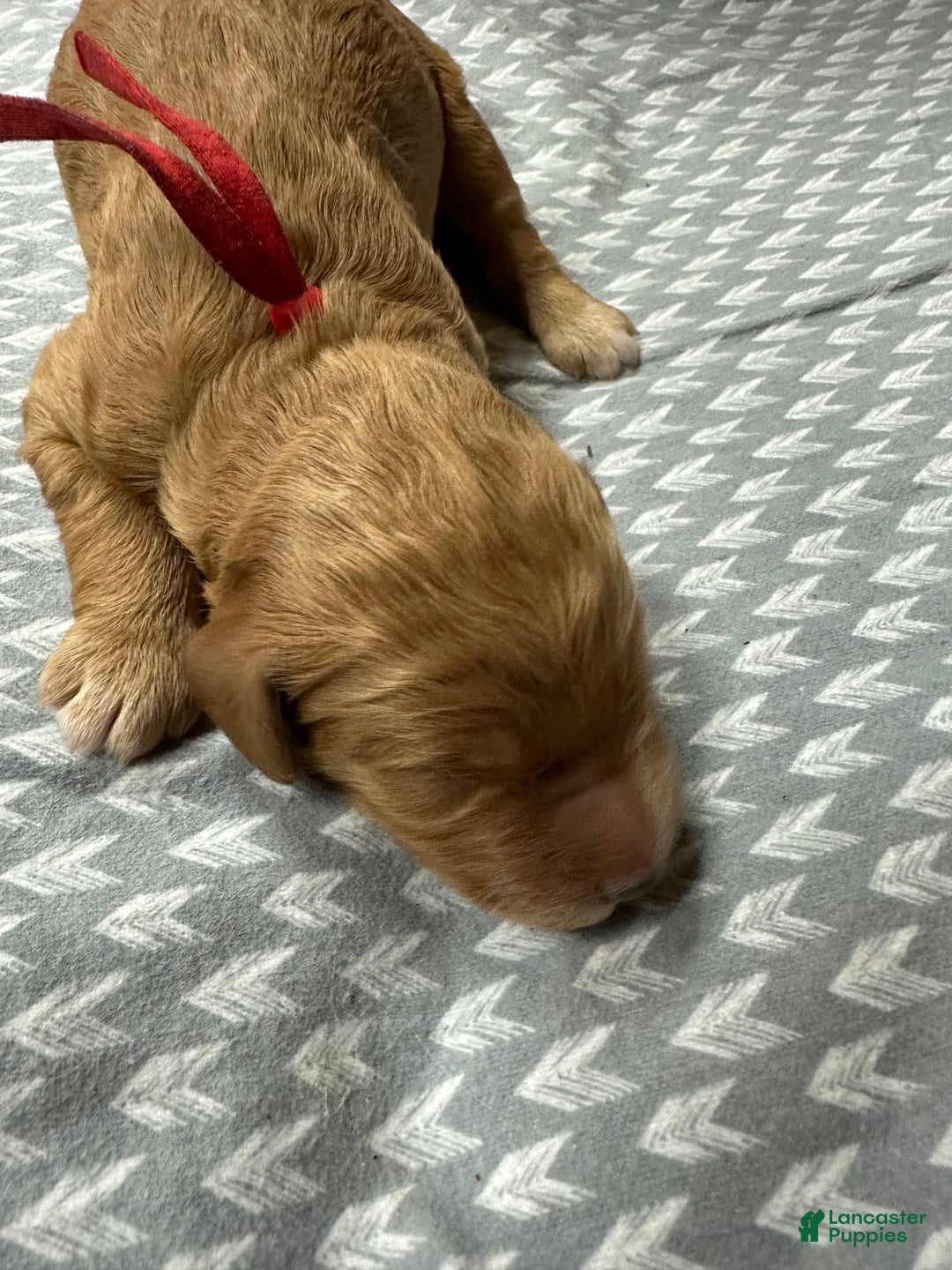 Goldendoodle dogs for sale: Red - Ad 4