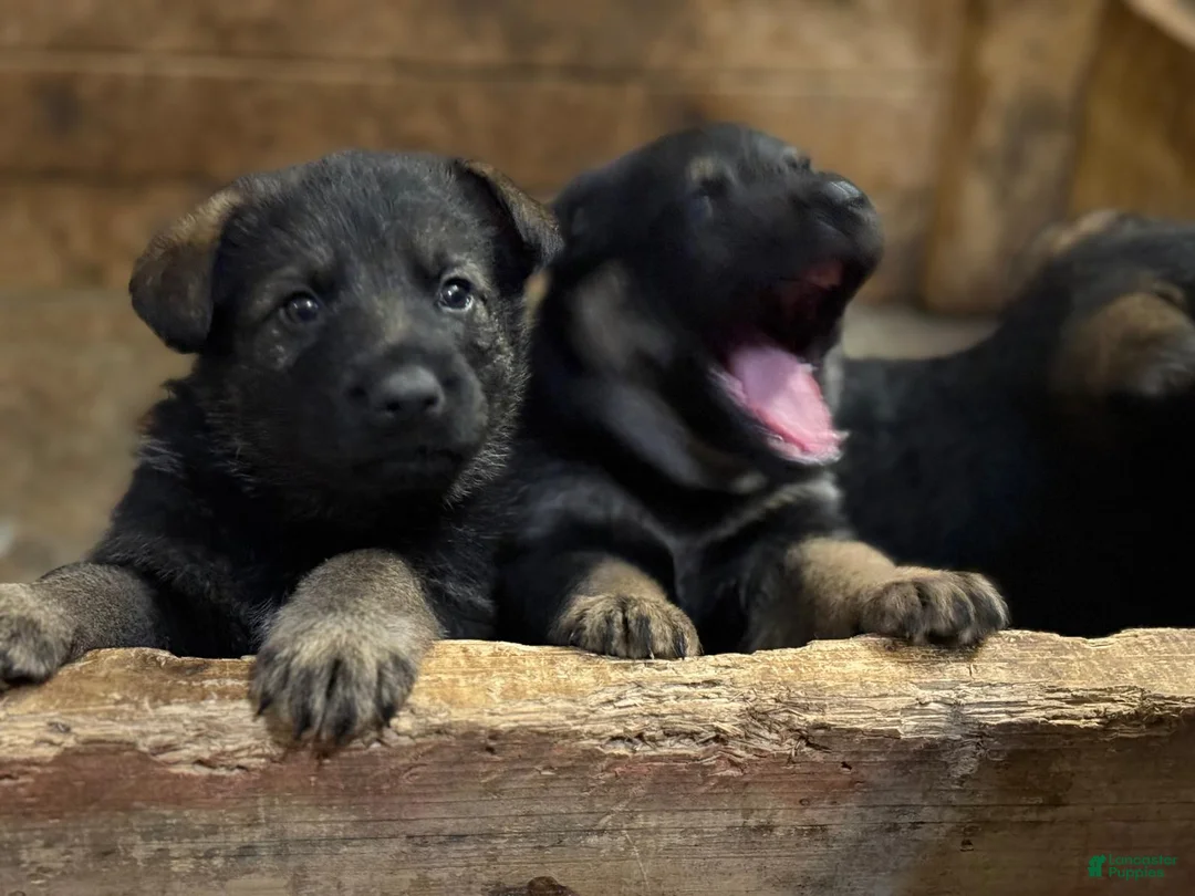 German Shepherd dogs for sale: German Shepherd Puppy 1 - Ad 14