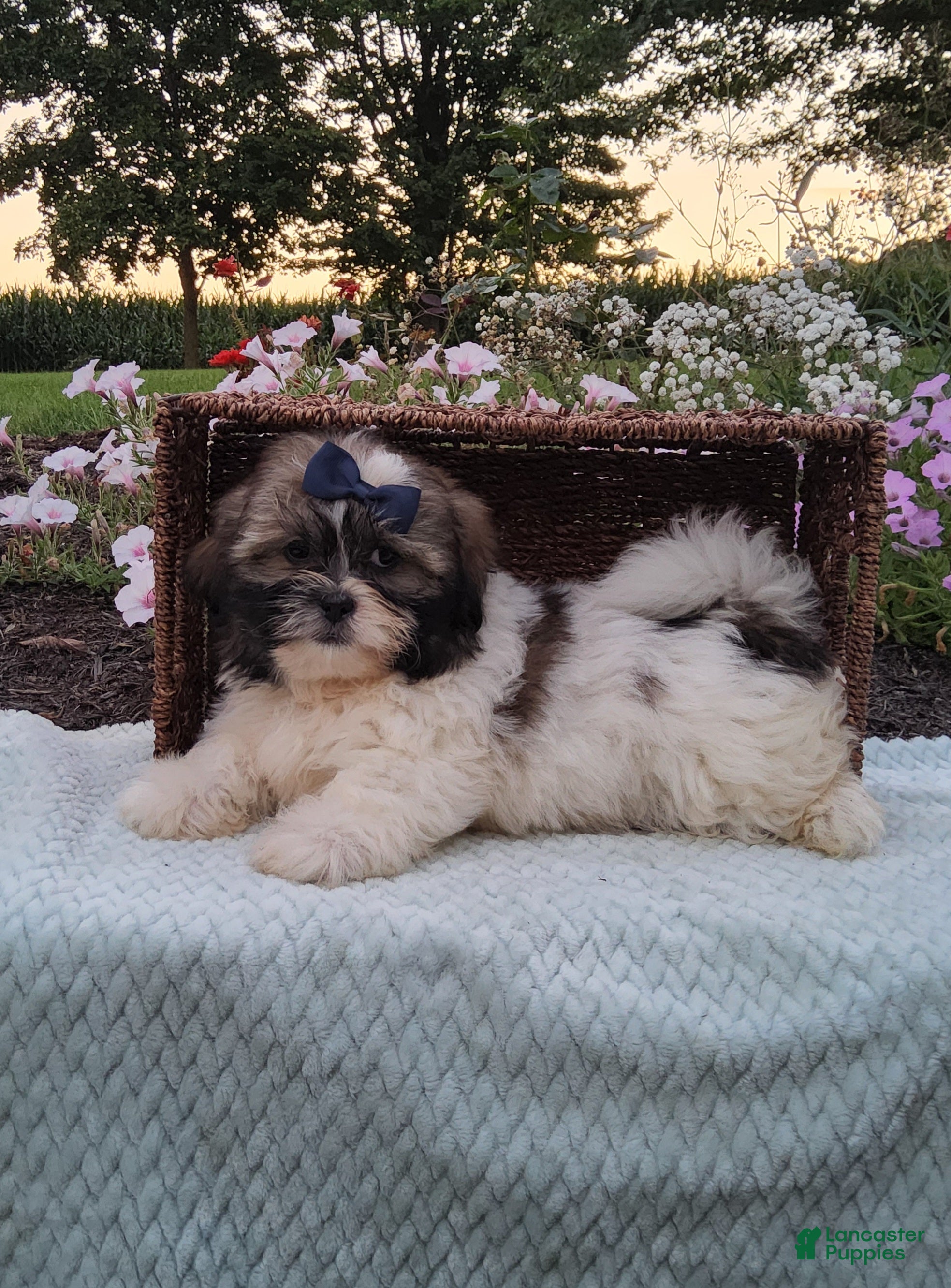 Shih Tzu dogs Biscuit - Ad 2