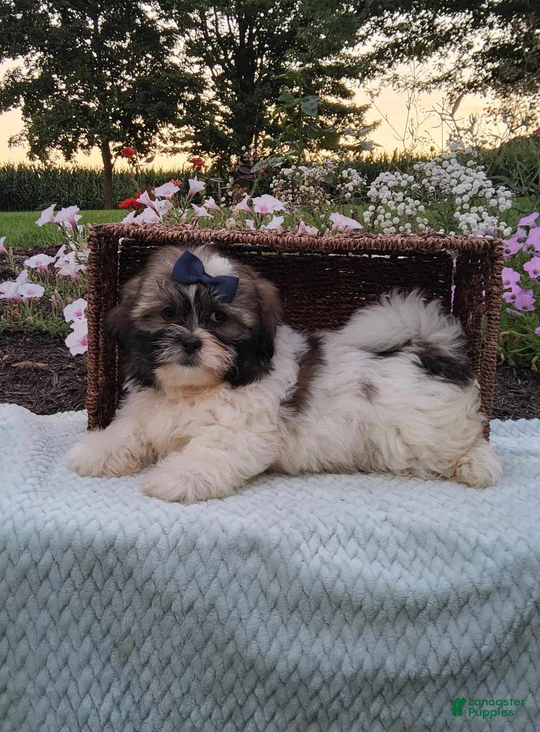 Shih Tzu dogs for sale: Biscuit - Ad 2