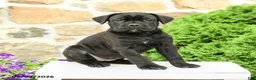 Cane Corso dogs for sale: Cali  - Ad 5